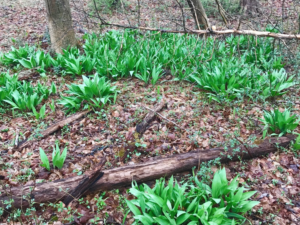 patch of wild ramps